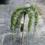 Smrekovec japonský (Larix kaempferi) ´PENDULA´ - výška: 100-130 cm, kont. C5L – na kmienku 